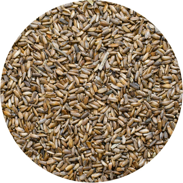 Vivarini – Mariendistel (Samen) 1 kg