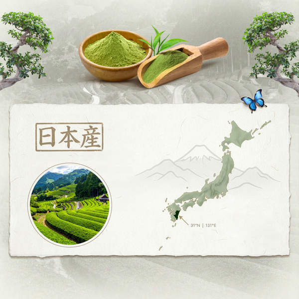 Mary Rose – Japońska Herbata Zielona Matcha Tenno (BIO) Ceremonialna 30 g